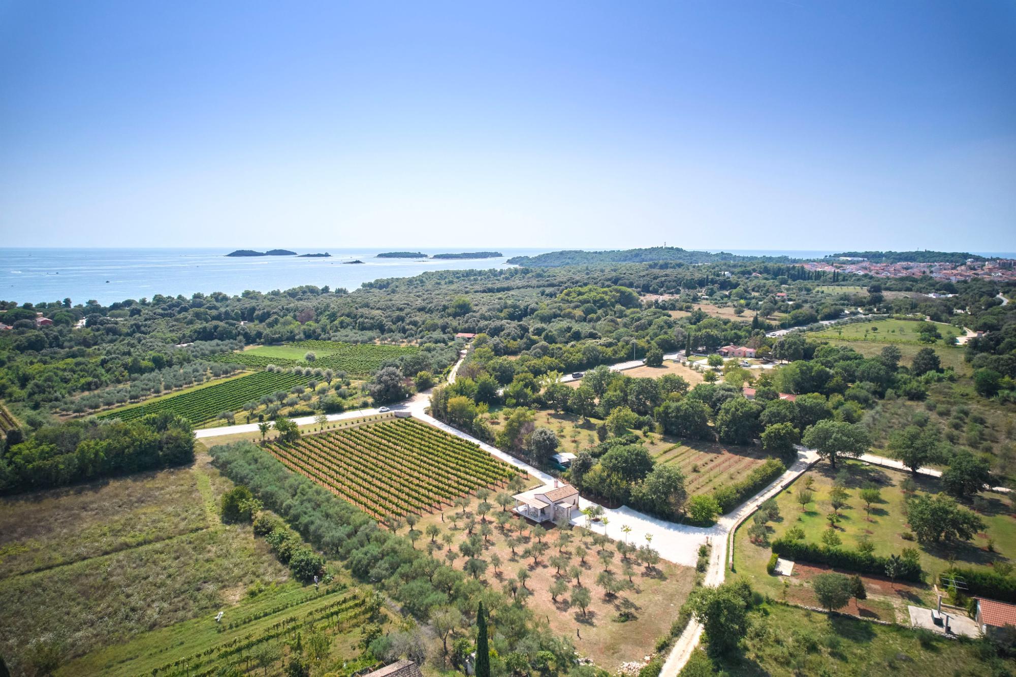 Mare Wines - Wine and Olive Oil tasting Rovinj, Istra