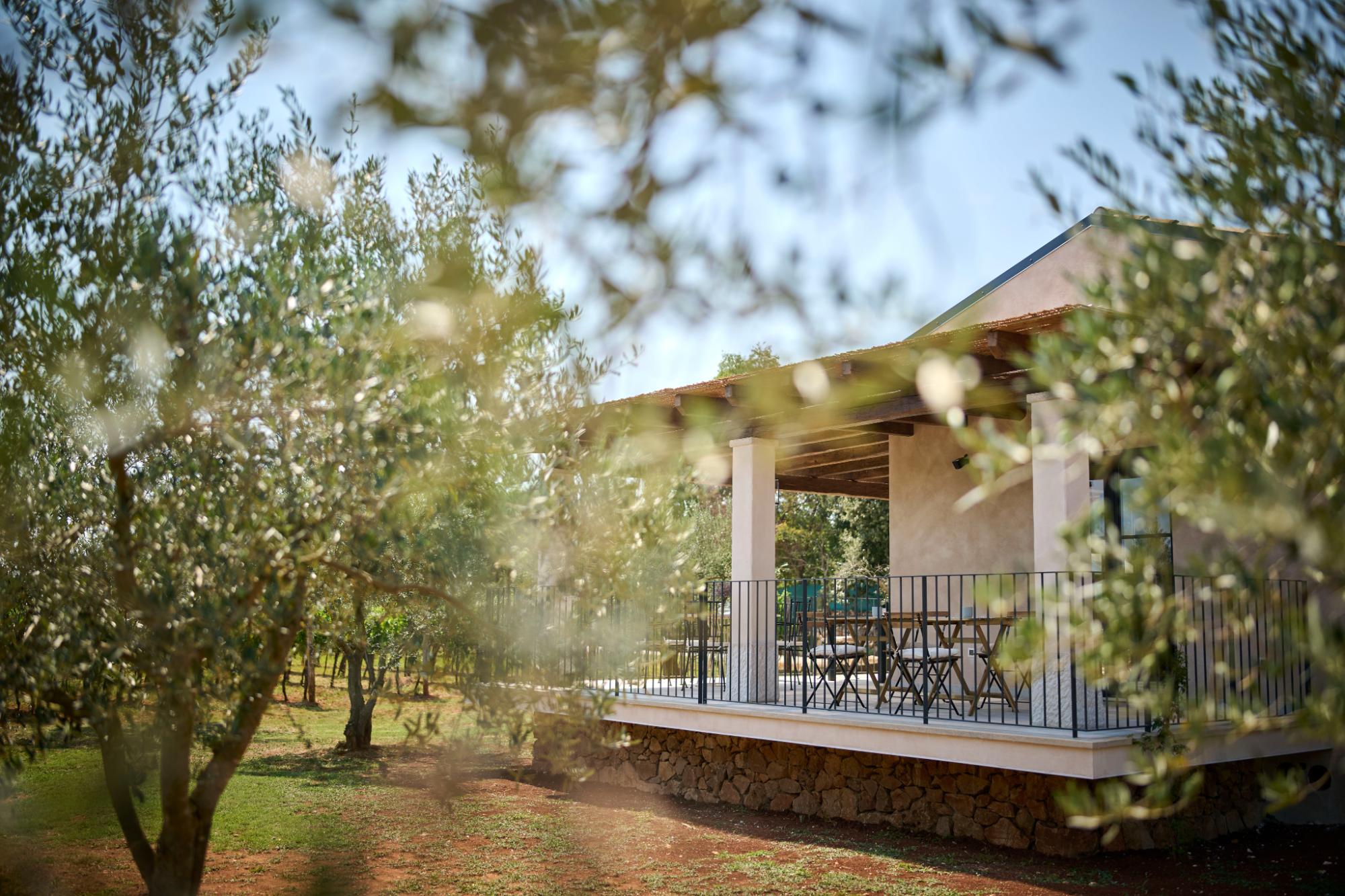 Mare Wines - Wine and Olive Oil tasting Rovinj, Istra