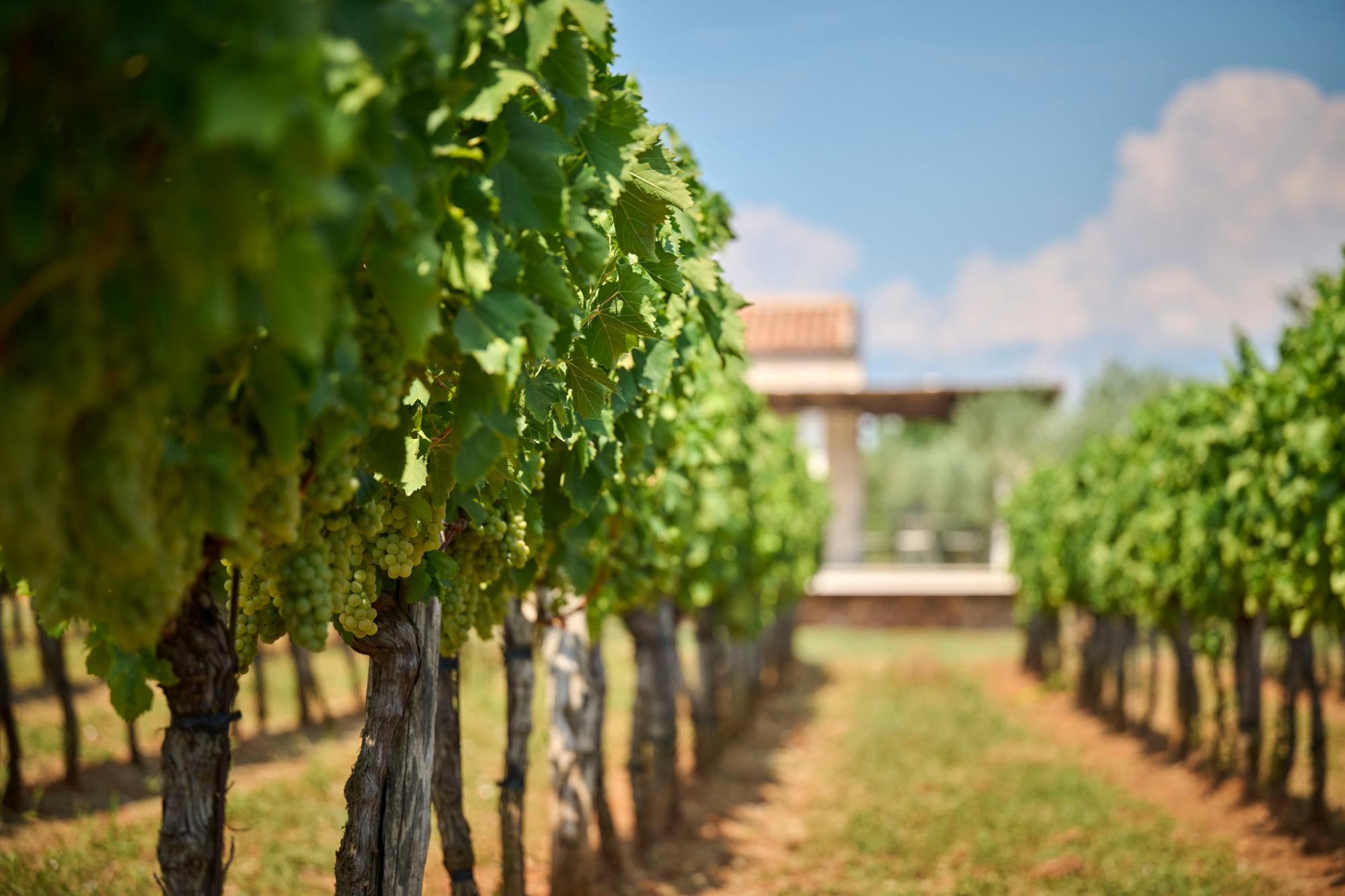 Mare Wines - Wine and Olive Oil tasting Rovinj, Istra