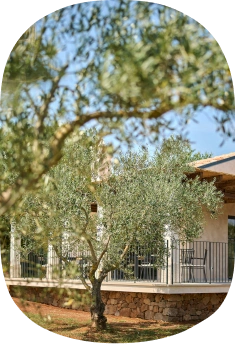 Mare Wines kušaona u maslinama