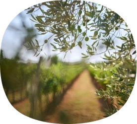 Mare wines vinogradi